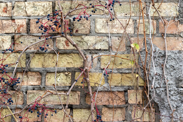 Old brick wall of an abandoned house, overgrown with a plant with black berries, background