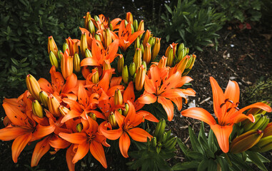 Orange Lily 