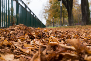 Fototapeta na wymiar Closeup of autumnal leaves fallen on the floor in urban park