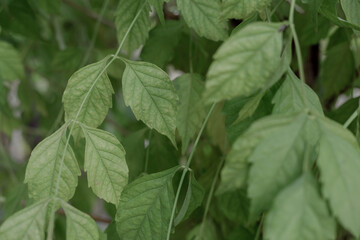 Green fresh background. Pattern in a garden.