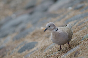 Eurasian collared dove Streptopelia decaocto in Arinaga. Aguimes. Gran Canaria. Canary Islands. Spain.