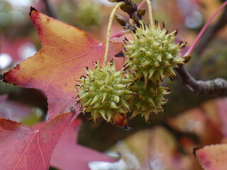 foglie d' autunno 
