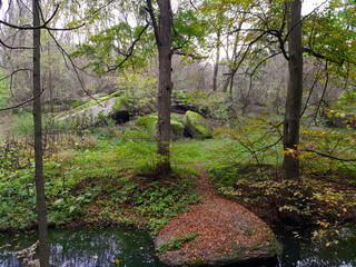 autumn forest with rocks and yellow leaves trees