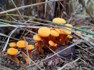 funny orange mushrooms in the forest