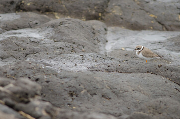 Common ringed plover Charadrius hiaticula in Arinaga. Aguimes. Gran Canaria. Canary Islands. Spain.