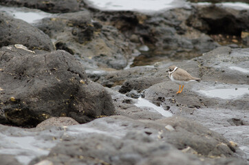 Common ringed plover Charadrius hiaticula in Arinaga. Aguimes. Gran Canaria. Canary Islands. Spain.