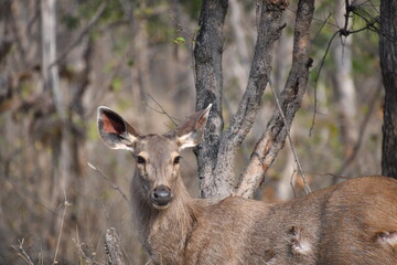Panna National Park, Khajuraho, Waranasi © Kryspin
