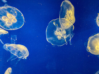 An aquarium of translucent orange and yellow jellyfish swimming at zoo