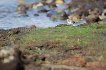 Common ringed plover Charadrius hiaticula in Arinaga. Aguimes. Gran Canaria. Canary Islands. Spain.