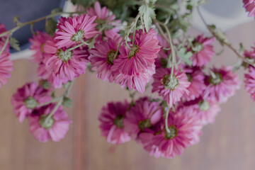 Bunch of magenta flowers. Shot from above.
