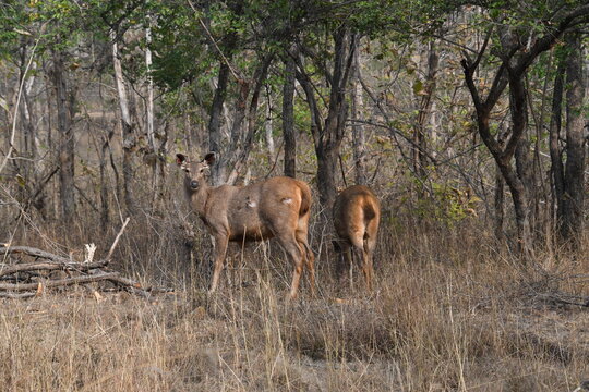 Panna National Park, Khajuraho, Waranasi