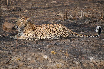 Panna National Park, Khajuraho, Waranasi