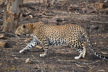 Panna National Park, Khajuraho, Waranasi