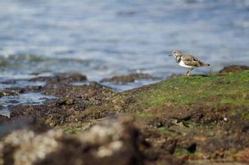 Ruddy turnstone Arenaria interpres in Arinaga. Aguimes. Gran Canaria. Canary Islands. Spain.