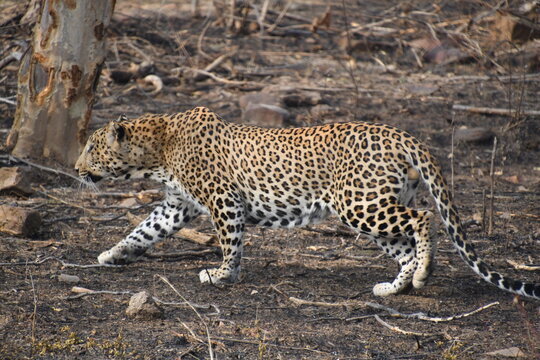 Panna National Park, Khajuraho, Waranasi