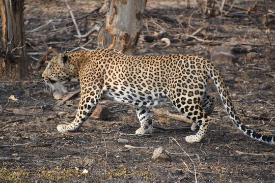 Panna National Park, Khajuraho, Waranasi
