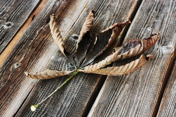 Dry brown chestnut leaf on a wooden background 