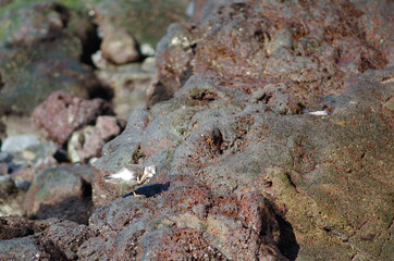 Common ringed plover Charadrius hiaticula scratching. Arinaga. Aguimes. Gran Canaria. Canary Islands. Spain.