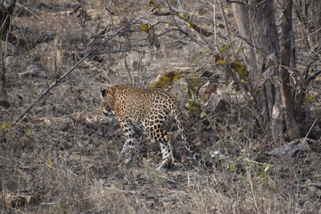 Panna National Park, Khajuraho, Waranasi