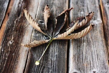 Dry brown chestnut leaf on a wooden background 