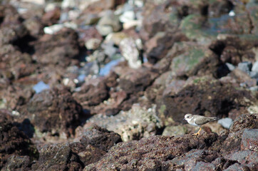 Common ringed plover Charadrius hiaticula in Arinaga. Aguimes. Gran Canaria. Canary Islands. Spain.