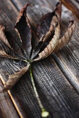 Dry brown chestnut leaf on a wooden background 