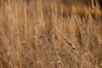 Flower and grass in the field. Wild, dry herbs. Dry grass with beautiful blur.