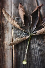 Dry brown chestnut leaf on a wooden background 