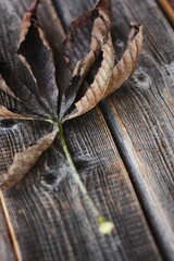 Dry brown chestnut leaf on a wooden background 