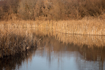 Obraz premium Reflection of dry stalks of grass in a river lake in autumn. Dry grass with beautiful blur. Reed in the water of the lake. 
