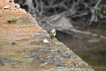 Panna National Park