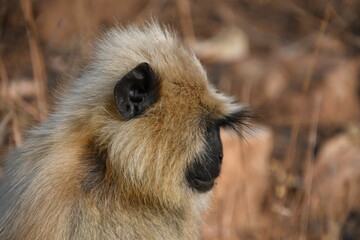 Panna National Park