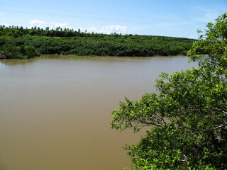 the river in the forest