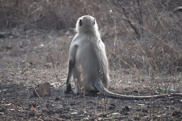 Panna National Park