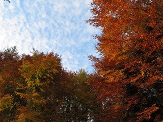 Herbst im Ostallgäu