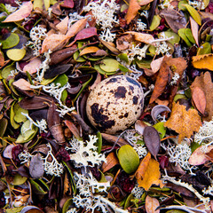 Quail eggs in a nest close-up, top view