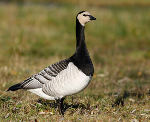 Barnacle goos.	
