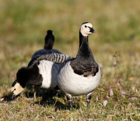 Barnacle goos.	
