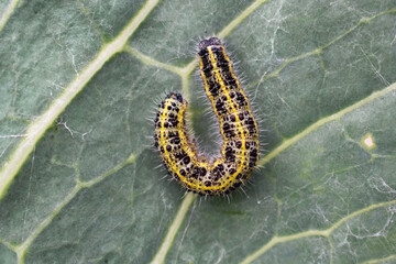 Caterpillar of of large white butterfly (Pieris brassicae) parasiting on cabbage leaf, close up.