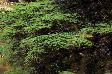 Fototapeta premium Branches of the Lebanon cedar tree close-up. Beautiful juicy green coniferous background. Evergreen tree. Conservation of endangered forests