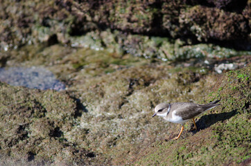 Common ringed plover Charadrius hiaticula in Arinaga. Aguimes. Gran Canaria. Canary Islands. Spain.