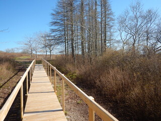 Landscape bridge