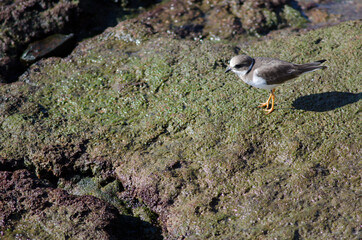 Common ringed plover Charadrius hiaticula in Arinaga. Aguimes. Gran Canaria. Canary Islands. Spain.