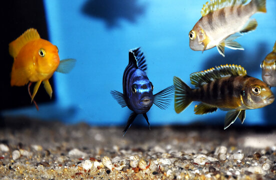 Maingano African Cichlid from Malawi Lake - (Melanochromis cyaneorhabdos)