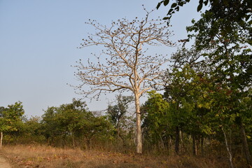 Panna National Park