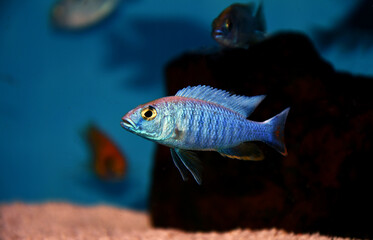 Electric Blue Hap African Cichlid - Sciaenochromis fryeri