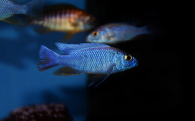 Naklejka premium Electric Blue Hap African Cichlid - Sciaenochromis fryeri