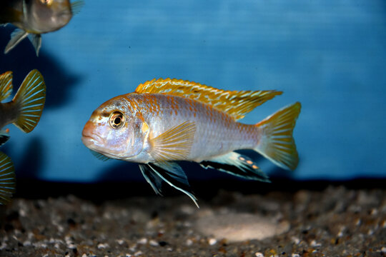 The Perlmutt cichlid fish - labidochromis perlmutt