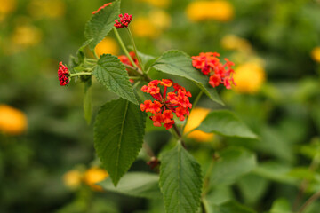 red and yellow flowers