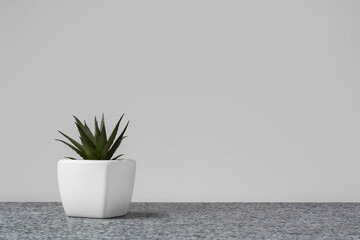 Succulent plant in white pot on marble surface against grey wall background. Interior floral composition.